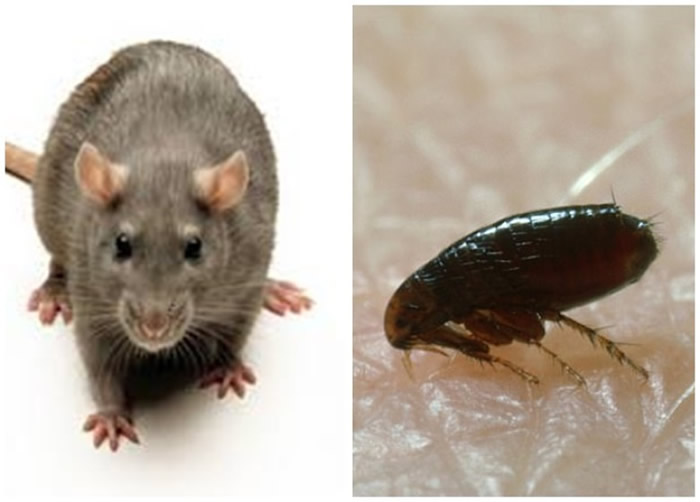 研究指中世纪爆发的黑死病疲疫潮罪魁祸首非老鼠，而是人类身上的虱子。