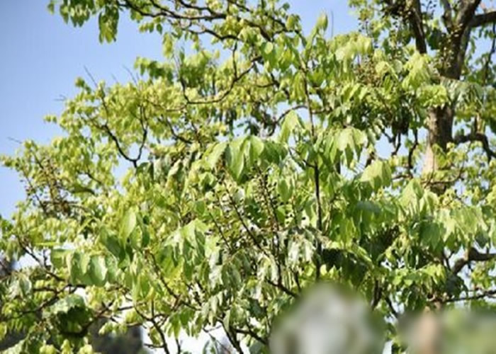 伯乐树分布范围零散，是国家一级重点保护野生植物。