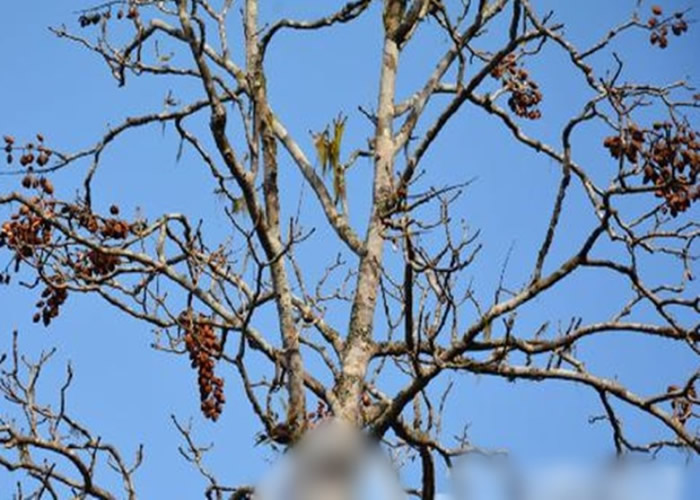 伯乐树主要分布于海拔500至2000米的亚热带温暖湿润的季风气候区。