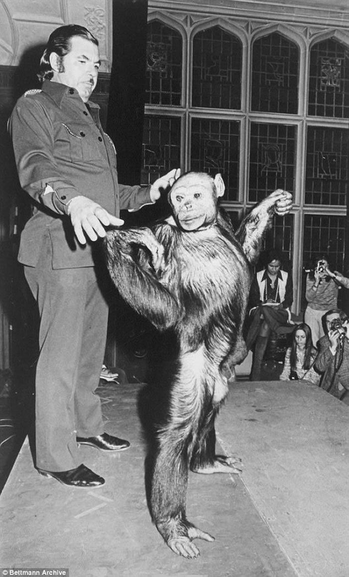 美国著名科学家声称人类与猩猩的混种早于100年前诞生 后被杀死