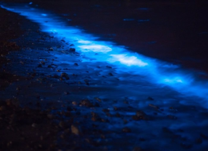 蓝光美景因夜光虫繁殖造成。
