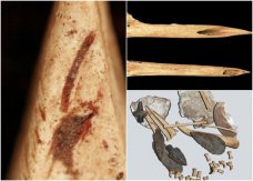 美专家研究出土33年鸡骨 证实是至少3600年前美洲土著所使用的纹身工具