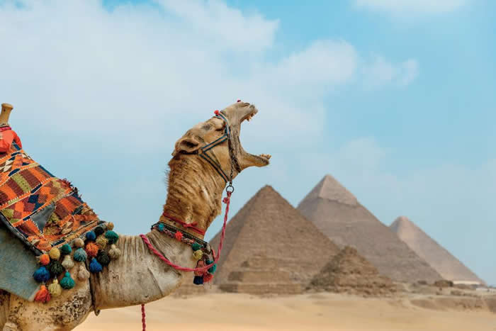 一只骆驼在雄伟的吉萨金字塔群前打呵欠。 PHOTOGRAPH BY CLAIRE THOMAS