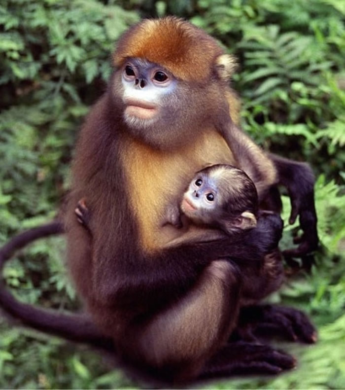 黔金丝猴为梵净山特有品种。