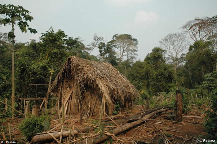 巴西亚马逊森林部族20年前险被灭族 最后1名男土著被拍到在砍树