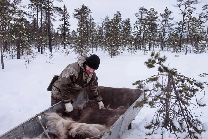 当地居民帕维尔．波波夫（Pavel Popov）拉开驯鹿皮，盖在他用捡来的火箭零件做成的雪橇上。 PHOTOGRAPH BY RAFFAELE PETRALLA