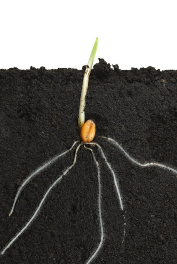 英国牛津大学新研究：现代植物的根部是逐步发展进化而来的