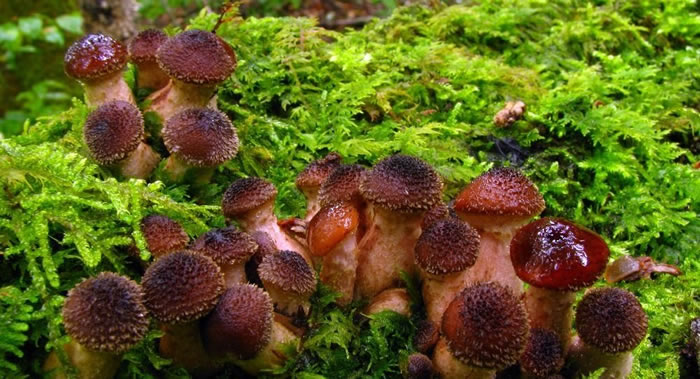 美国史密森尼学会：发现地球最大生物体——覆盖面积达37公顷的密歇根蜜环菌