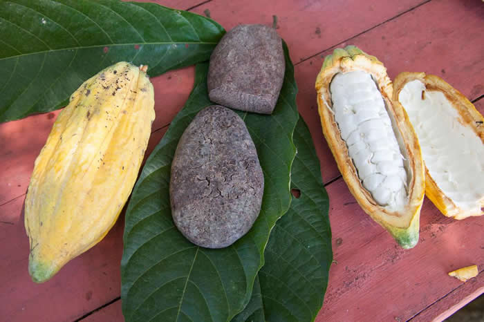 证据显示古代亚马逊盆地的人类已经懂得如何加工及享用可可豆，而且时间比我们原先认为的早了1700年。 PHOTOGRAPH BY GABBY SALAZAR, N