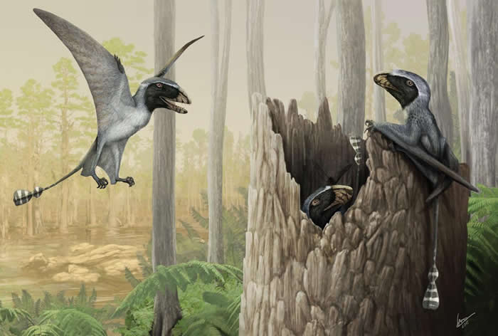 双型齿翼龙群 - 在这幅画里，侏罗纪翼龙中的长爪双型齿翼龙（Dimorphodon macronyx）在1.9亿年前的英格兰海岸丛林中觅食与寻找遮蔽。美国佛罗里