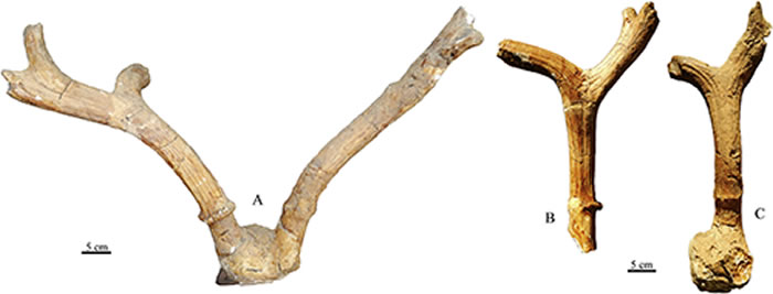 山西天镇麋鹿新亚种Elaphurus davidianus predavidianus subsp. nov.正型标本（V24480.2） A. 前视图；B.