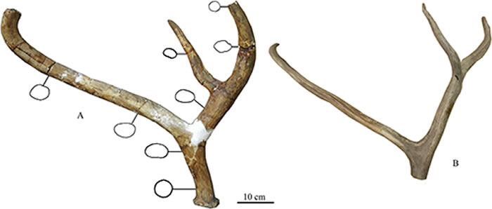 A. 山西天镇麋鹿新亚种Elaphurus davidianus predavidianus subsp. nov.右侧鹿角侧视图（V24480.1）B. 现生