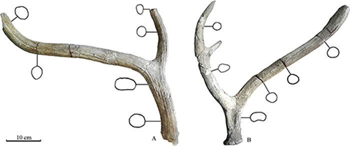 山西天镇麋鹿新亚种Elaphurus davidianus predavidianus subsp. nov. A. 右侧鹿角侧视图（V24480.3）；B.