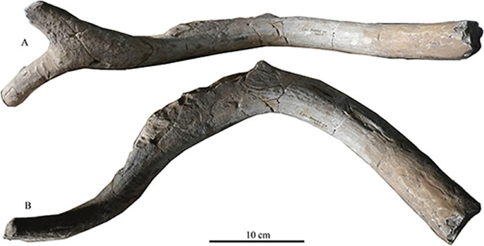 双叉麋鹿Elaphurus bifurcatus左侧？鹿角（V24480.5）. A. 中侧背视图；B. 背视图 （董为供图）