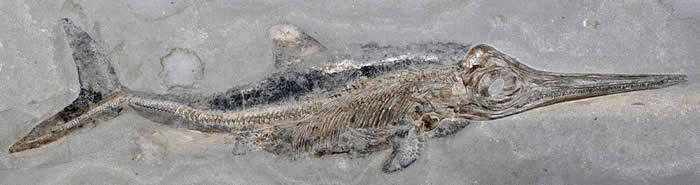 德国霍尔茨马登的页岩采石场出土过许多1亿8000万年前的海洋生物化石，其中包括上千具长得像海豚的爬行动物鱼龙，例如这只狭翼鱼龙亚成体。现在，学者正在分析另一具来