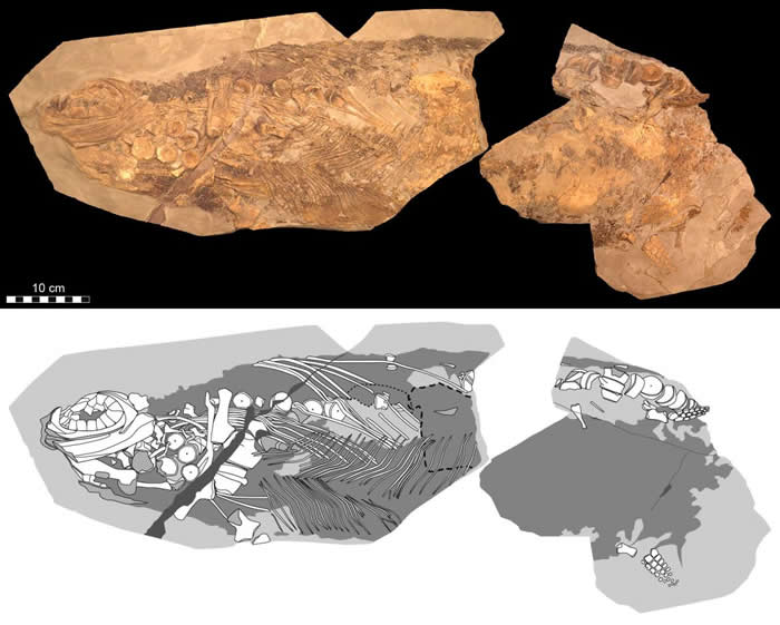 摄影（上）与示意（下）图片展示出新研究中这只狭翼鱼龙的细节。它的颅骨躺向左侧。 PHOTOGRAPH BY JOHAN LINDGREN