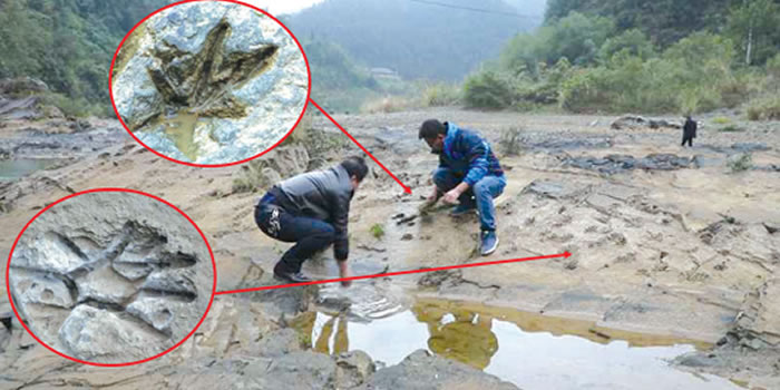 贵州三都县都江镇打鱼社区河水褪去后惊现“老虎跳”印痕化石