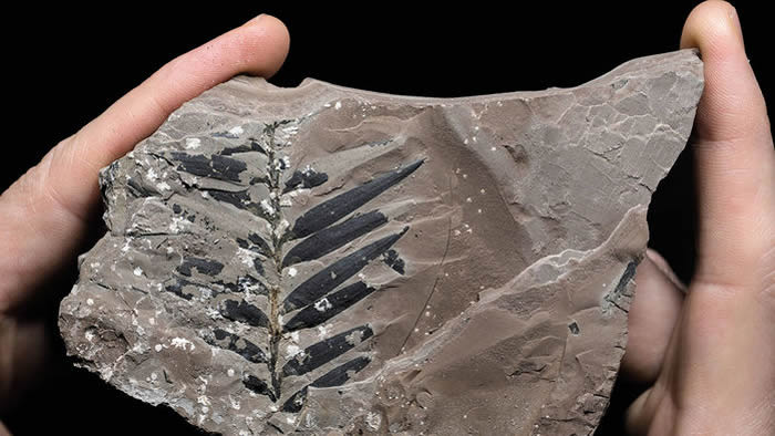 约旦国新发现的化石表明二叠纪时期的热带栖息地是植物演化“隐蔽摇篮”