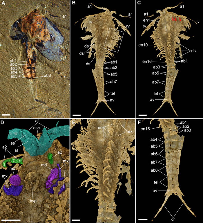 寒武纪澄江生物群中的多节耳材村虫化石。A，光学显微镜照片，示动物体背面观。B，显微CT成像，示动物体背面观。C，显微CT成像，示动物体背面观。本图清晰地显示，在