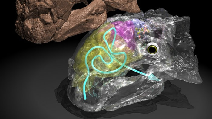 研究发现恐龙的鼻道结构蜿蜒曲折 能够很好平衡其头部体温（图片WITMER lab / Ohio University，Lawrence Witmer）