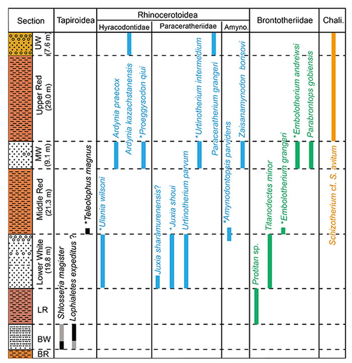 图2：额尔登敖包剖面奇蹄类化石的地层分布和延续。（白滨 供图）