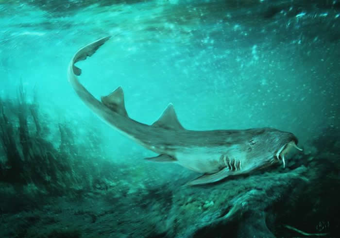 牙齿形似《Galaga》中的太空船 新发现的白垩纪鲨鱼命名为Galagadon nordquistae