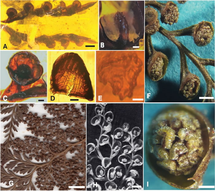 缅甸琥珀研究新类群——白垩密锥蕨化石(A-E)与现存密锥蕨(F-I)