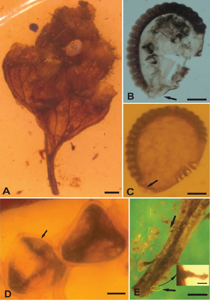 缅甸琥珀研究新类群——原始乌蕨属（鳞始蕨科，水龙骨目）
