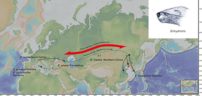 獾型海獭貂迁徙路径，复原图和中更新世转型期生物交换示意图（江左其杲 供图）