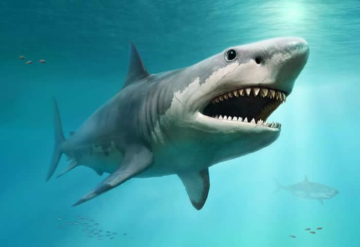 新研究显示巨齿鲨的灭绝可能与它们过高的体温有关