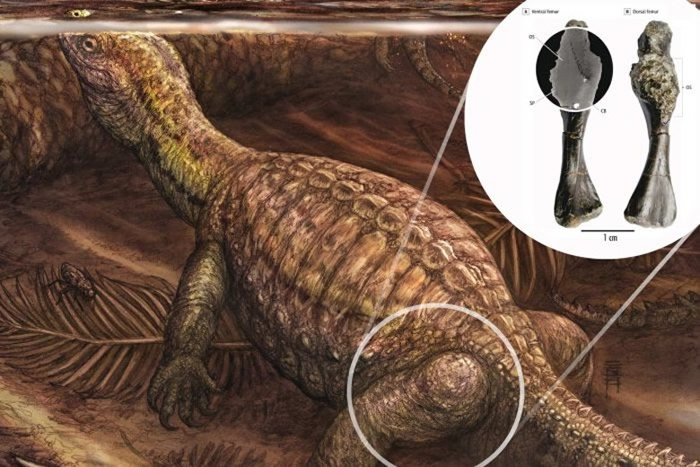科学家发现该罗氏祖龟患上骨癌。