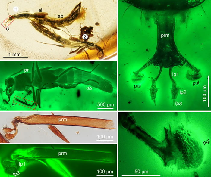 白垩纪缅甸琥珀中的两种嘉年华突眼隐翅虫以及极为罕见的捕食器官