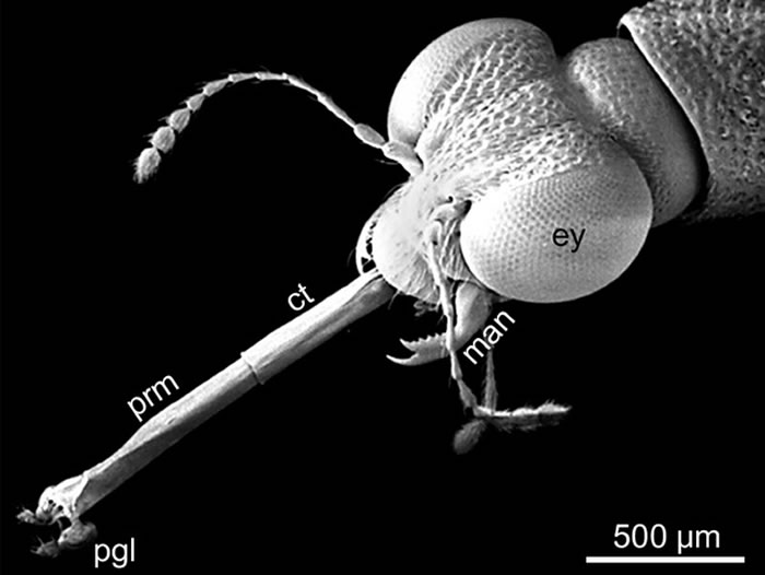 现生的突眼隐翅虫属代表的头部及其高度特化的捕食器官