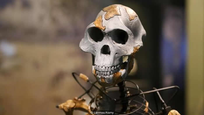 阿法南方古猿（Australopithecus afarensis ）生活在大约300万年前，被认为是人属的祖先。
