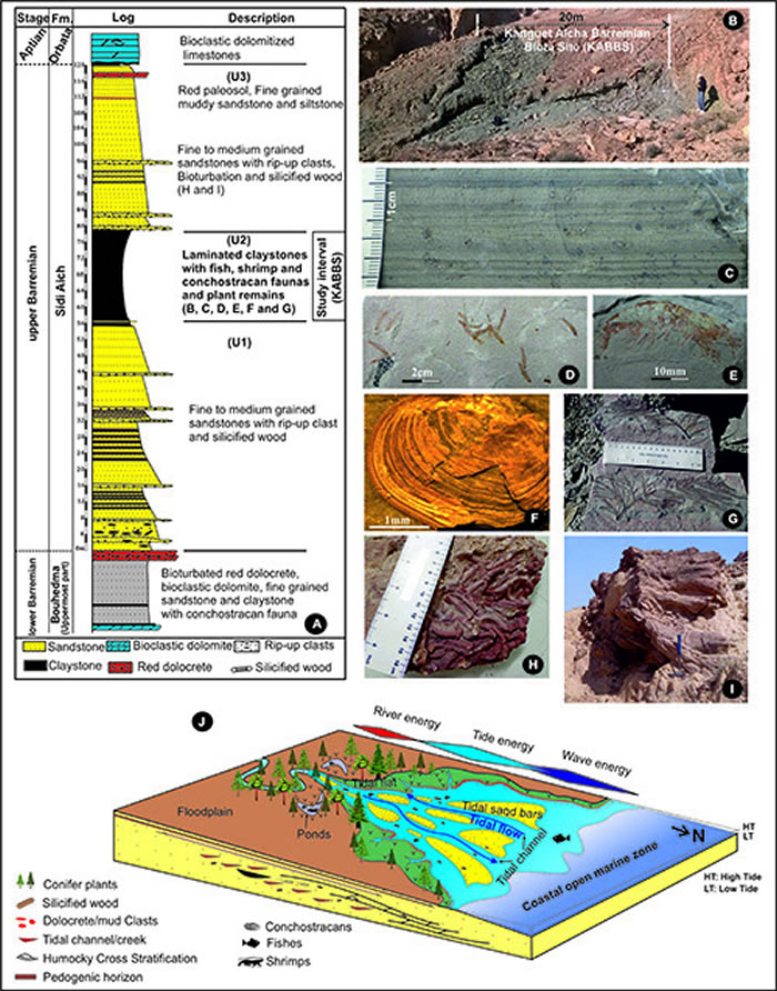 突尼斯Chotts盆地含化石地层(A-C)、产出化石（D-I）及古环境重建（J）。供图：吴飞翔