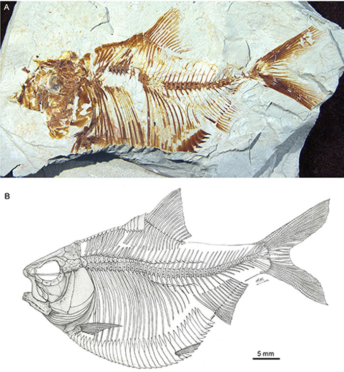 冀望突尼斯鲱正模标本（A）及骨骼复原图（B）。供图：吴飞翔