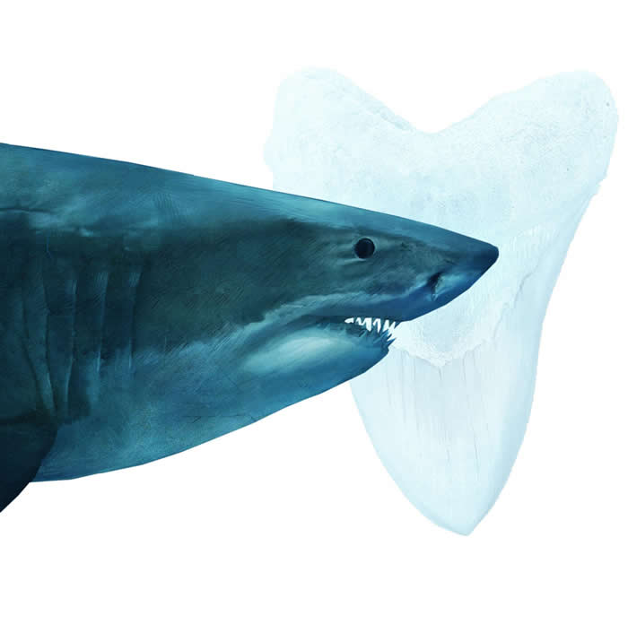 巨齿鲨是古代海洋的统治者。 这种庞然大物可长到将近20公尺，拥有宽达180公分以上的大嘴。 FERNANDO G. BAPTISTA, DAISY CHUNG,