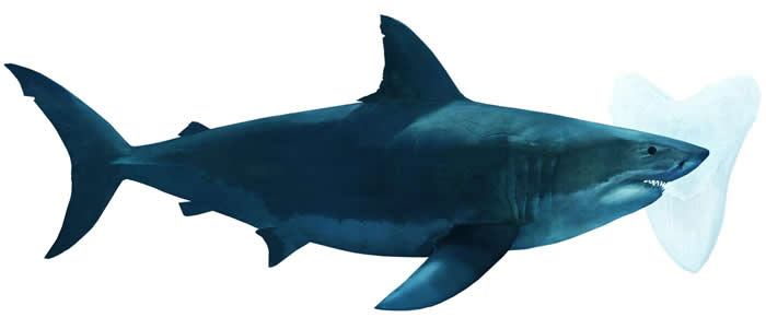 虽然电影一直在搧风点火，说这种身长将近20公尺的巨兽仍潜伏在漆黑的深海里，但巨齿鲨毫无疑问确实已经灭绝。 科学家现在正试图找出它们灭绝的时间和原因。 FERNA