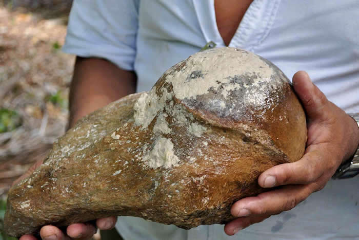 潜水人员在2014年的挖掘中所发现的某个已灭绝的巨型地懒的部分上部肱骨