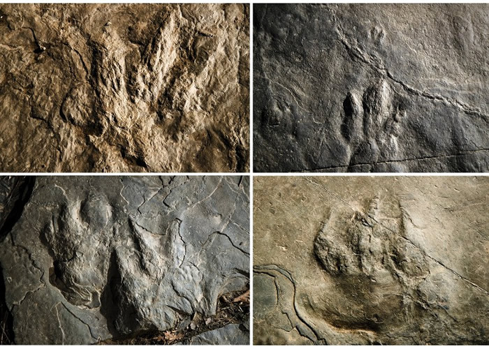 恐龙足印化石布于筑路块岩上。