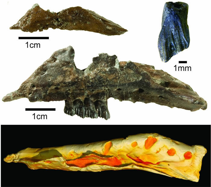 澳大利亚维多利亚州发现一种体型与袋鼠差不多的白垩纪“小恐龙”Galleonosaurus