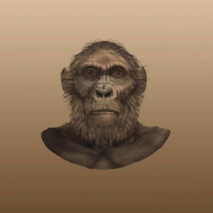 生活在180万年前的人类早期祖先“罗百氏傍人”的牙齿没有珐琅质 类似高尔夫球