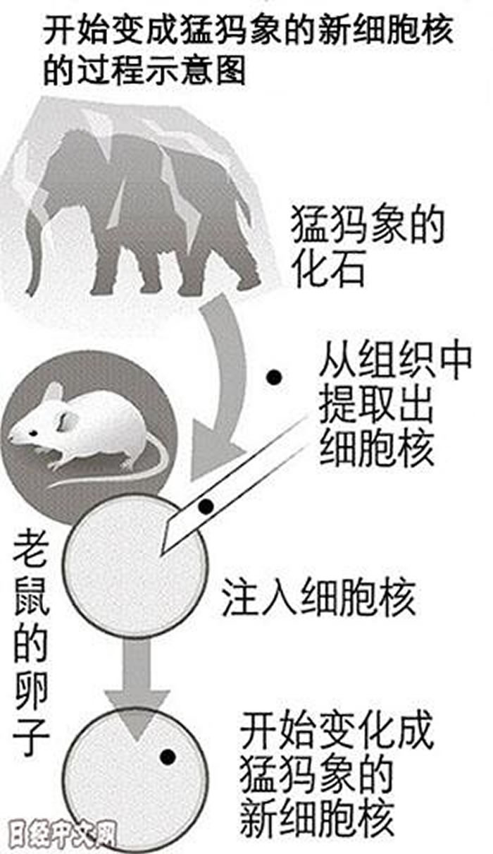 猛犸象有望复活！日本近畿大学研究团队成功使从猛犸象化石提取出的细胞核再生