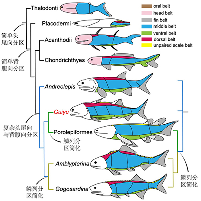 有颌类鳞列分区演化。（崔心东供图）