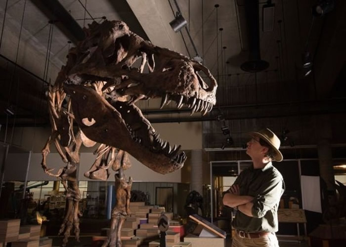 古生物学家团队确认1991年在加拿大西部所发现的暴龙化石，是全球至今发现最大的暴龙。