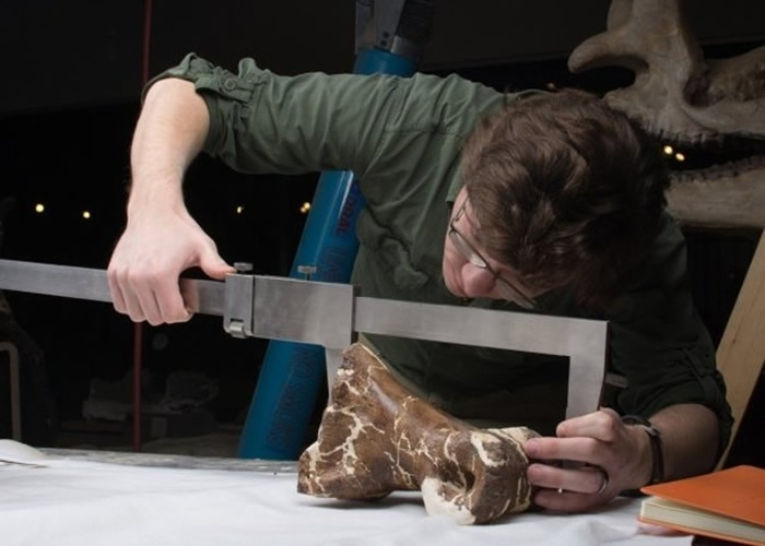 古生物学家光是移除覆盖在骨头上的砂岩，就花了超过10年。