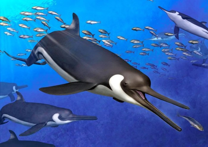 新发现的“中岛肯氏海豚”复原想像图。