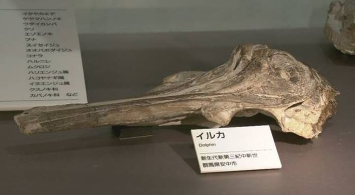 现存在博物馆中的“中岛肯氏海豚”头骨化石。