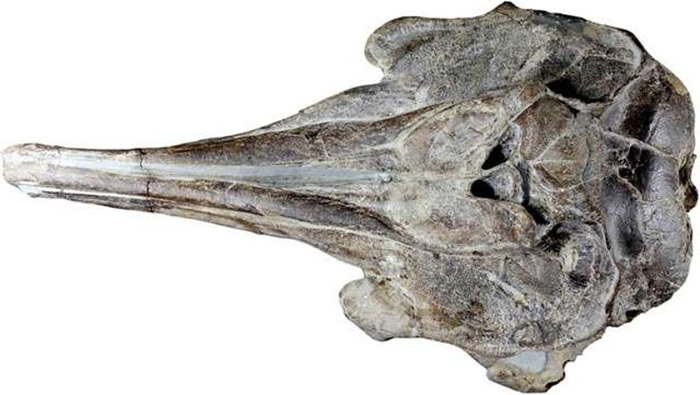 “中岛肯氏海豚”的头骨孔洞大小与现代海豚相异。