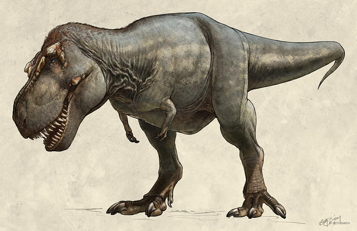 这只1991年出土的霸王龙（Tyrannosaurus rex）标本又名「史寇提」（Scotty），牠在世时可能重达8,800公斤，是已知最大的霸王龙。 ILL